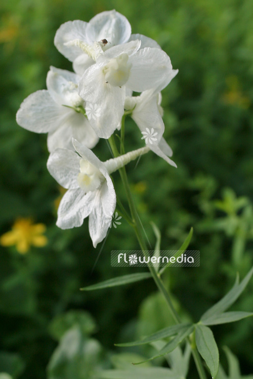 Delphinium belladonna 'Casa Blanca' - Larkspur (103112)