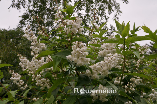 Deutzia scabra - Fuzzy deutzia (103123)