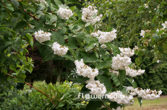 Deutzia scabra - Fuzzy deutzia (103124)