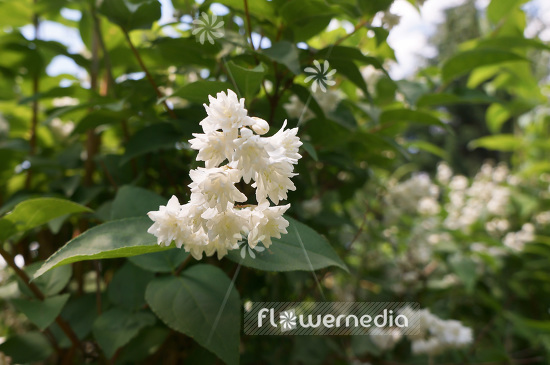 Deutzia scabra - Fuzzy deutzia (103125)