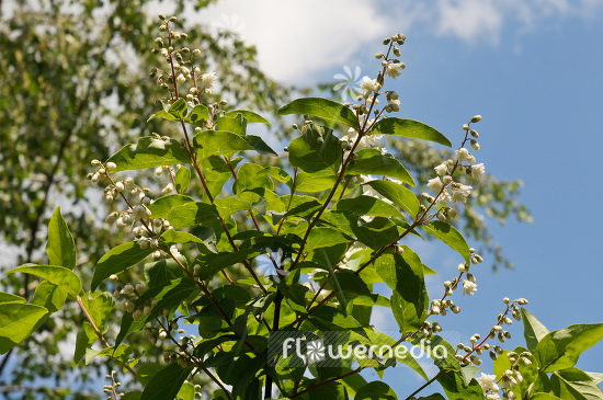 Deutzia scabra - Fuzzy deutzia (105383)