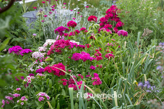 Dianthus barbatus - Sweet william (110076)