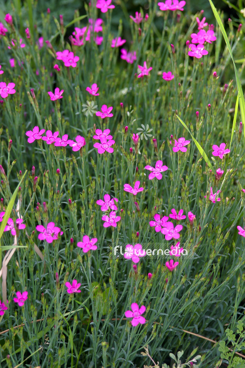 Dianthus deltoides - Maiden pink (103131)