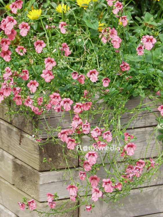 Diascia vigilis - Twinspur (109674)