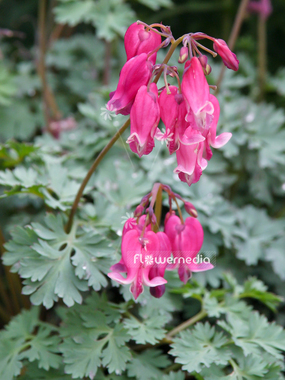 Dicentra 'King of Hearts' - Bleeding heart (106720)