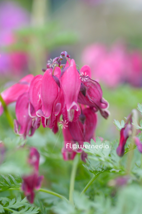 Dicentra 'King of Hearts' - Bleeding heart (106791)