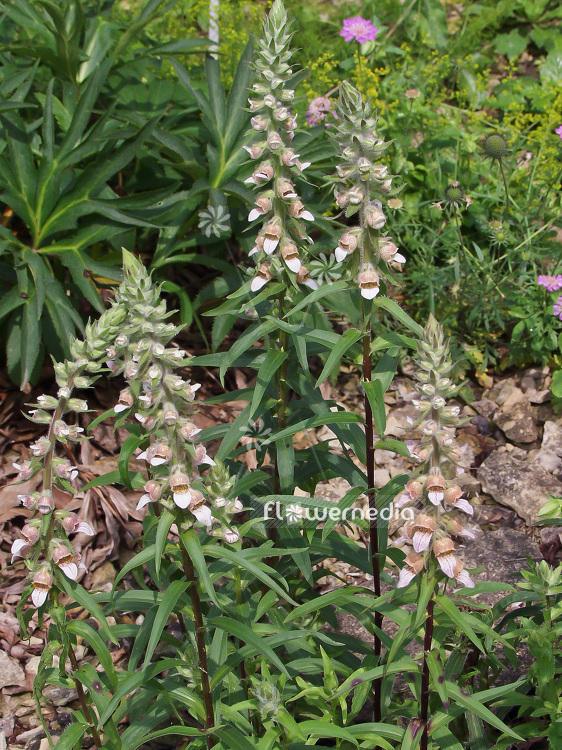 Digitalis ferruginea - Rusty foxglove (100821)