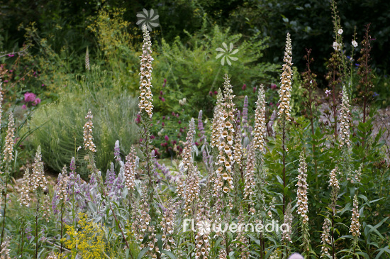 Digitalis ferruginea - Rusty foxglove (103151)