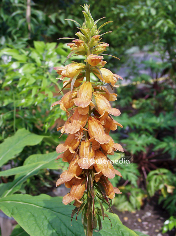 Digitalis sceptrum - Canary foxglove (100829)