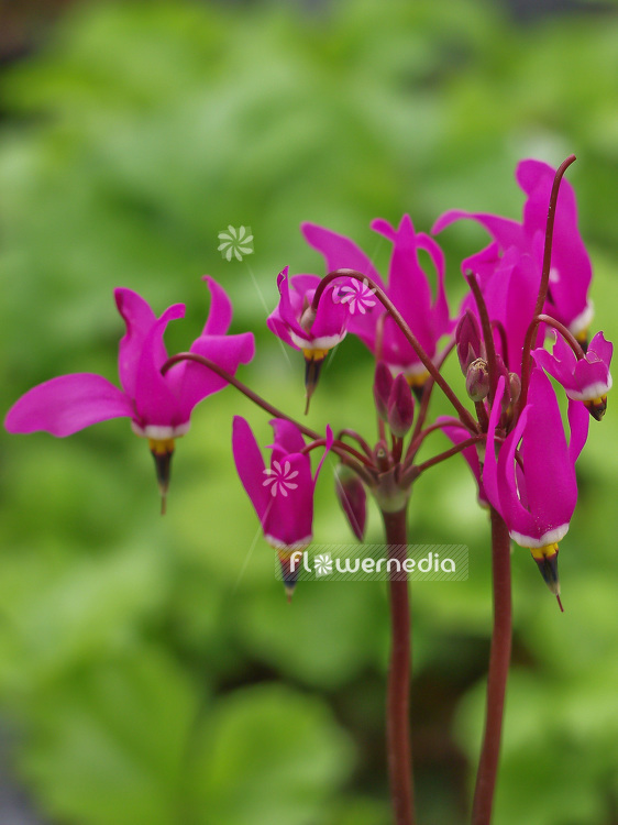Dodecatheon jeffreyi 'Rotlicht' - Giant american cowslip (100832)