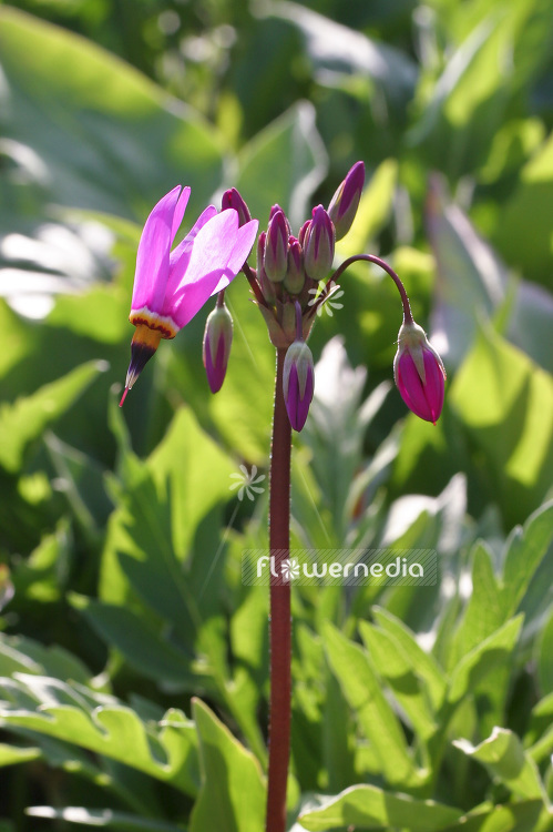 Dodecatheon jeffreyi 'Rotlicht' - Giant american cowslip (100833)