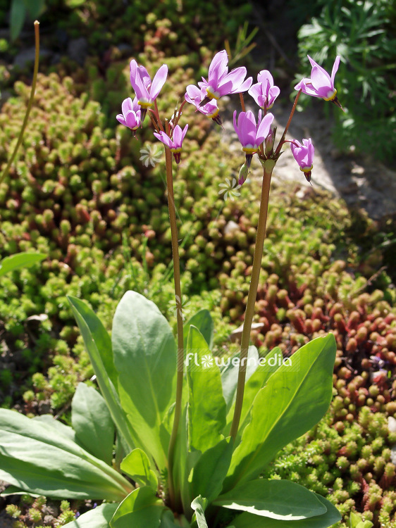 Dodecatheon meadia - Shooting star (100834)