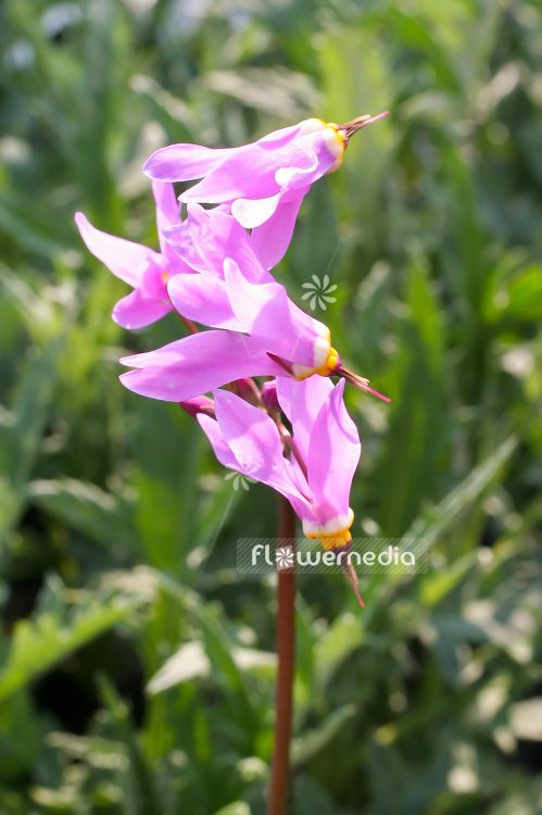 Dodecatheon meadia - Shooting star (100835)