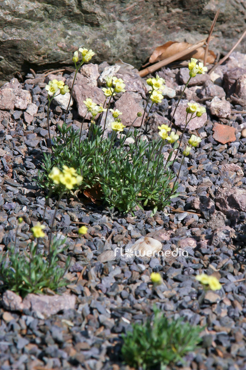 Draba oligosperma - Whitlow-grass (100840)