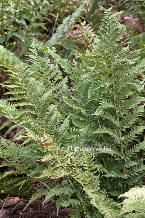 Dryopteris marginalis - Marginal wood fern (103182)