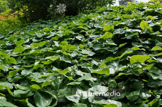 Epimedium pinnatum ssp. colchicum - Colchian barrenwort (103240)