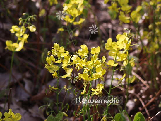 Epimedium pinnatum ssp. colchicum - Colchian barrenwort (105931)