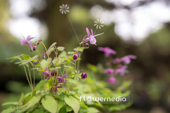 Epimedium 'Shiho' - Barrenwort (105956)