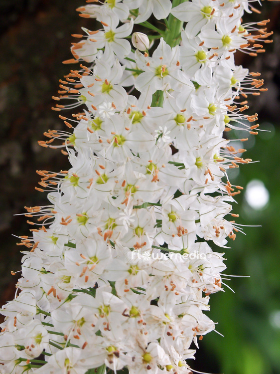 Eremurus himalaicus - Foxtail lily (100873)