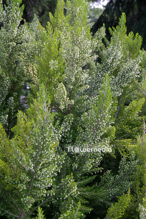 Erica aborea - Briar root (110035)