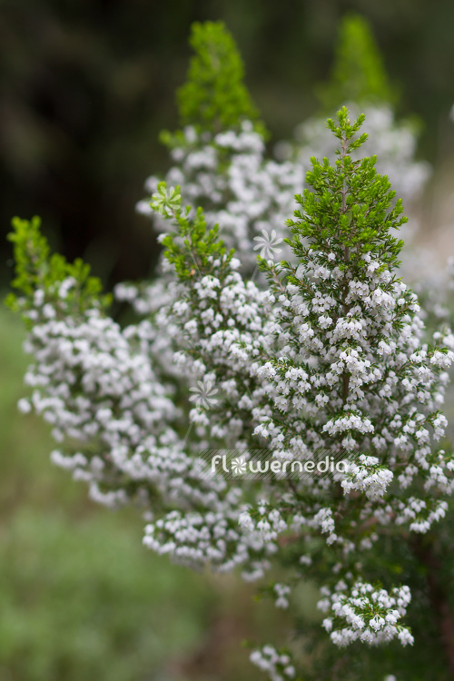 Erica aborea - Briar root (110042)