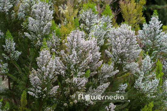 Erica aborea - Briar root (110043)