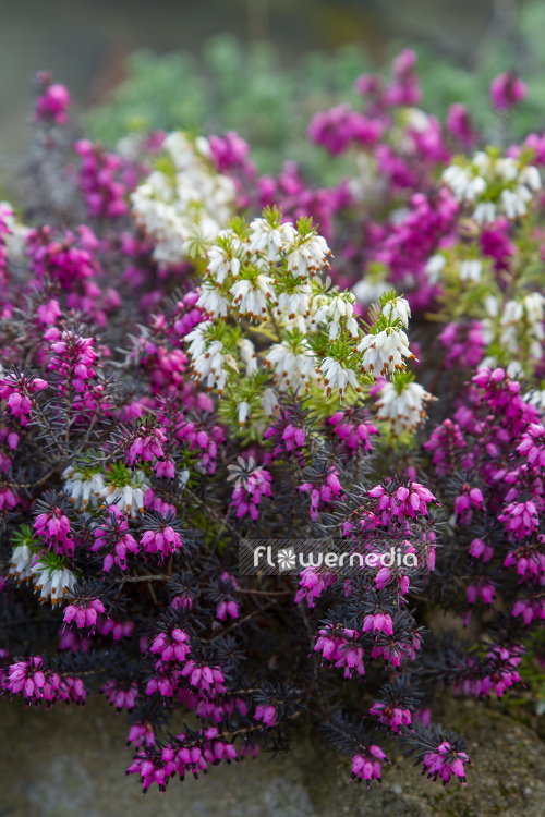 Erica carnea - Alpine heath (110050)