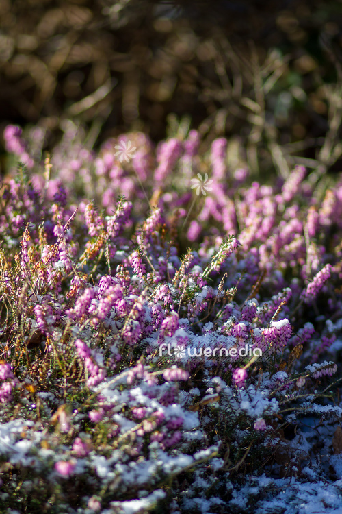 Erica carnea - Alpine heath (110060)