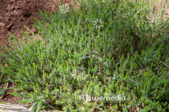 Erica spiculifolia - Spike heath (110066)