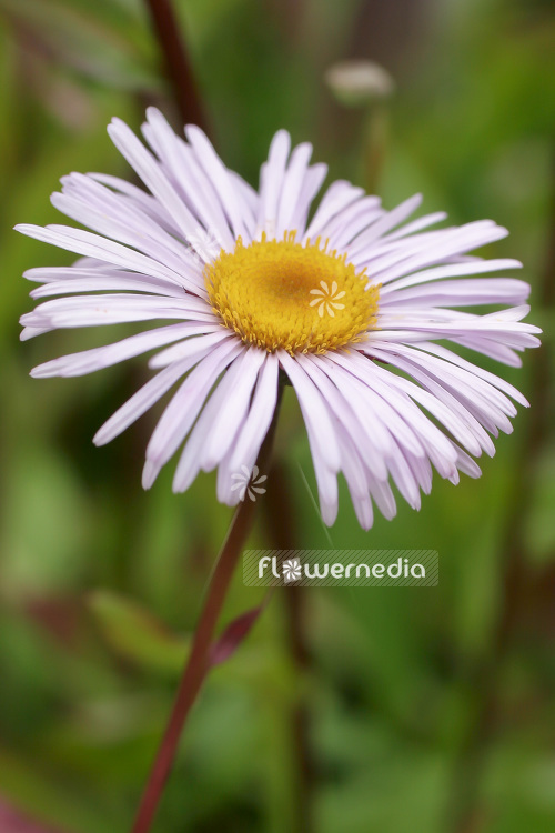 Erigeron 'Quakeress' - Fleabane (103277)