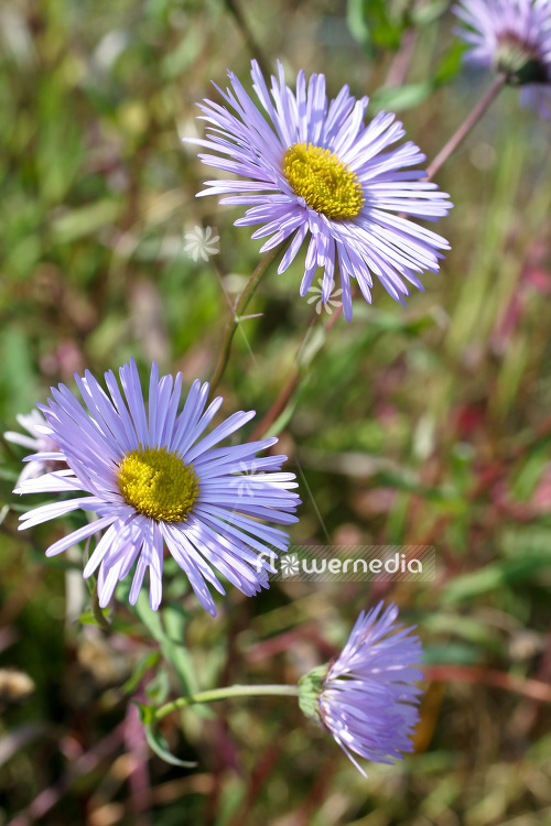 Erigeron 'Quakeress' - Fleabane (103278)