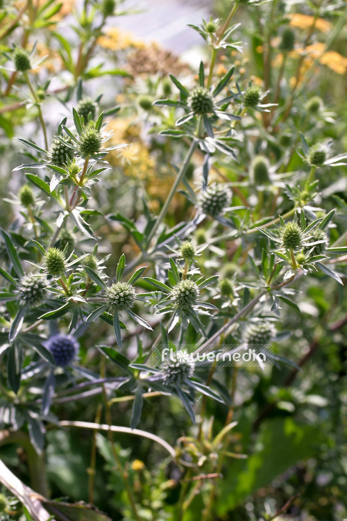 Eryngium planum 'Blaukappe' - Blue eryngo (103300)