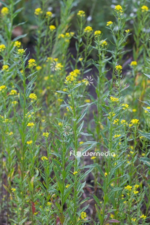 Erysimum cheiranthoides - Treacle mustard (110084)