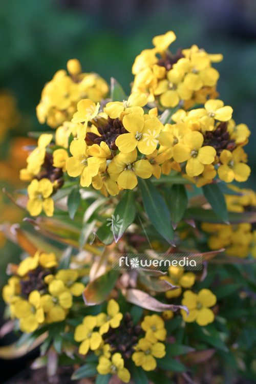 Erysimum helveticum - Swiss wallflower (103305)