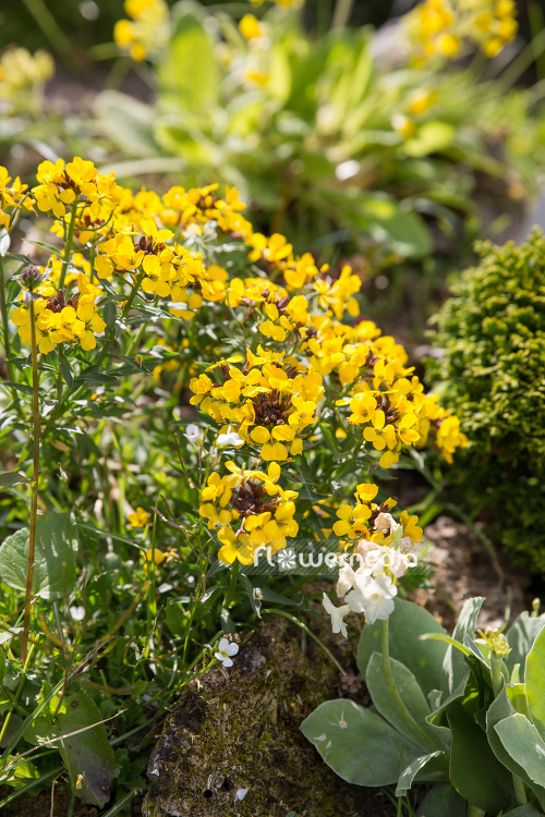 Erysimum helveticum - Swiss wallflower (110096)