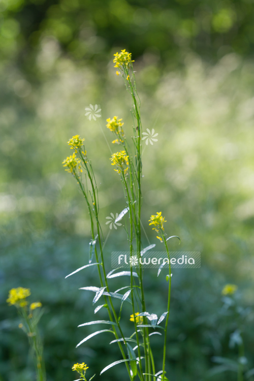 Erysimum hieraciifolium - Siberian wallflower (110098)