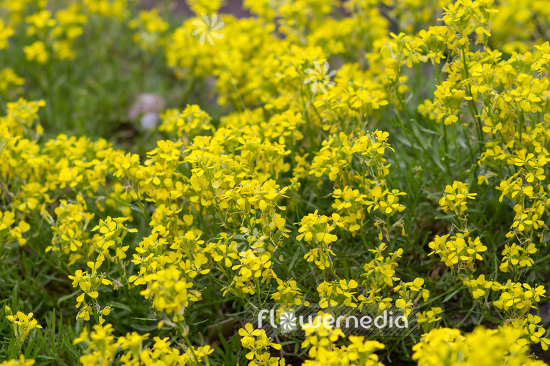 Erysimum rhaeticum - Wallflower (110100)