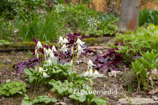 Erythronium californicum 'White Beauty' - Fawn lily (107414)