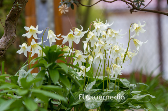 Erythronium californicum 'White Beauty' - Fawn lily (107544)