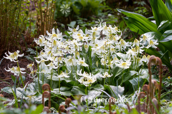 Erythronium californicum 'White Beauty' - Fawn lily (107546)