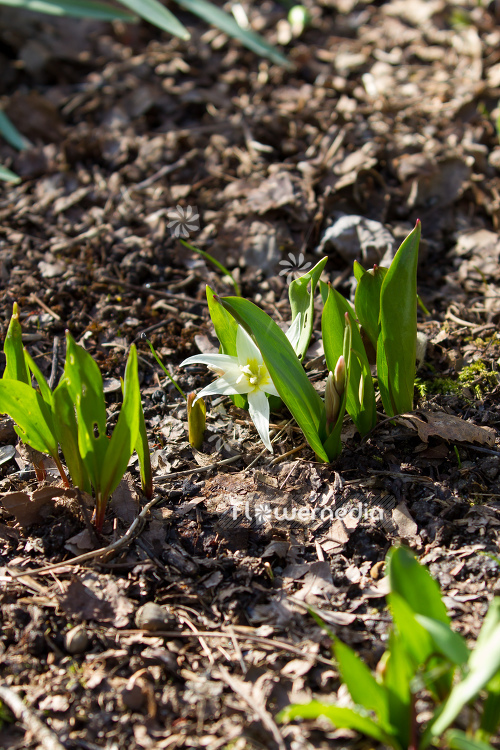 Erythronium citrinum - Cream fawn-lily (107417)