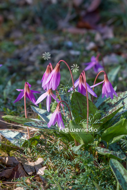 Erythronium dens-canis - Dog's tooth violet (107425)