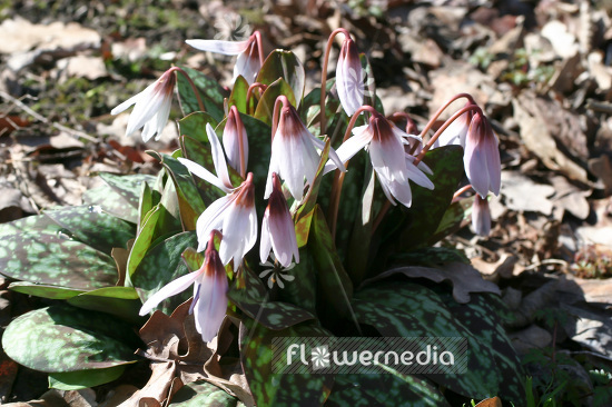 Erythronium dens-canis 'Snowflake' - Dog's tooth violet (103320)