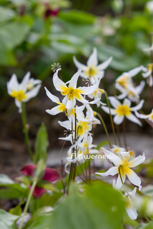 Erythronium helenae - Pacific fawn lily (107572)