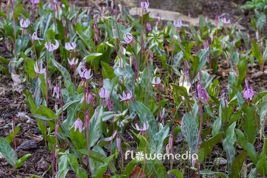 Erythronium hendersonii - Henderson's fawnlily (107670)