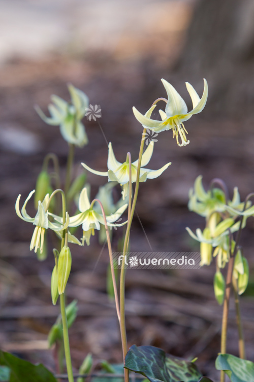 Erythronium multiscapideum - Sierra fawn lily (107583)