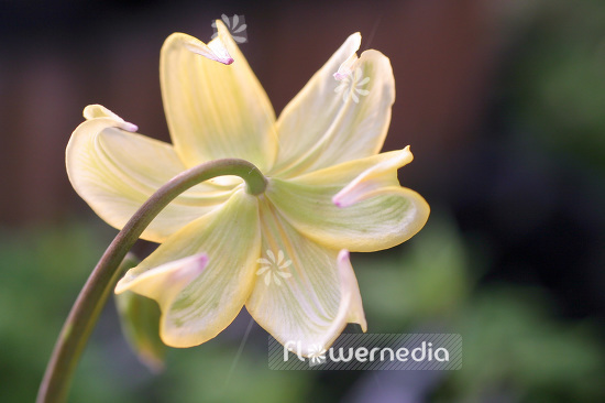 Erythronium 'Pagoda' - Dog's tooth violet (103328)