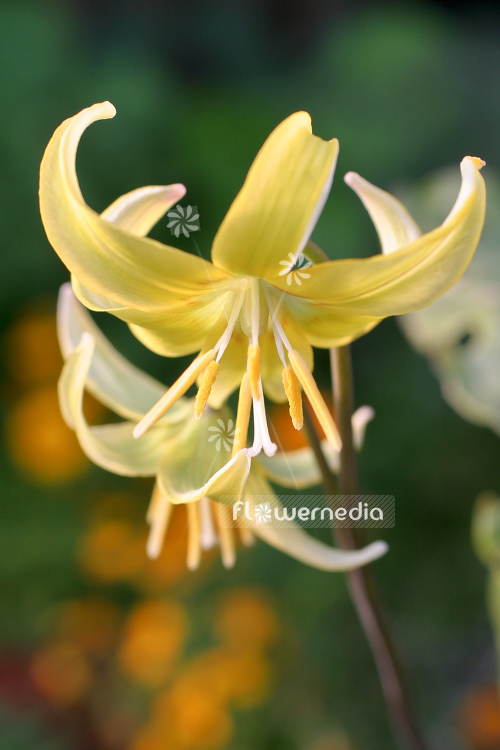 Erythronium 'Pagoda' - Dog's tooth violet (105398)