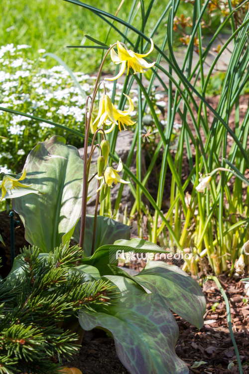 Erythronium 'Pagoda' - Dog's tooth violet (107502)