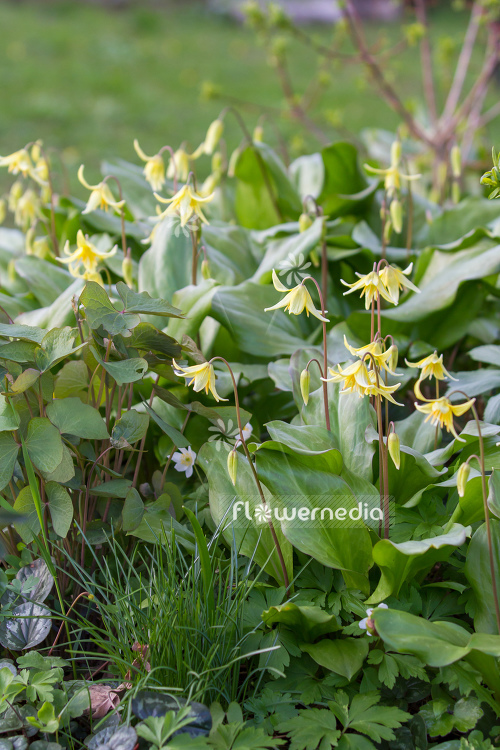 Erythronium 'Pagoda' - Dog's tooth violet (107596)